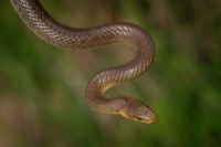 Uzovka stromova - Zamenis longissimus - Aesculapean Snake o2624